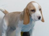 Très beaux chiots Beagle à vendre