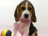 Très beaux chiots Beagle à vendre