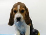 Très beaux chiots Beagle à vendre