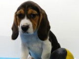 Très beaux chiots Beagle à vendre