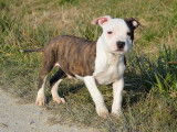 3 chiots mâles American Staffordshire Terriers bicolores LOF à la vente