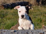 3 chiots mâles American Staffordshire Terriers bicolores LOF à la vente