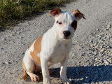 3 chiots mâles American Staffordshire Terriers bicolores LOF à la vente