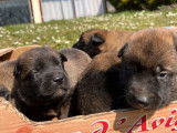 11 chiots, 6 femelles et 5 mâles, Malinois bringés LOF à réserver