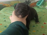À réserver 6 chiots Staffordshire Bull Terriers mâles LOF