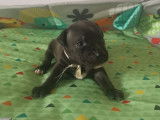 À réserver 6 chiots Staffordshire Bull Terriers mâles LOF