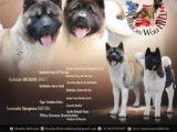 Imposants chiots Akitas Américains pédigrée FCI, trois femelles et trois mâles, disponibles en mai 2022