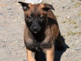 6 chiots Bergers Belges Malinois &agrave; r&eacute;server (LOF)
