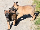 6 chiots Bergers Belges Malinois &agrave; r&eacute;server (LOF)