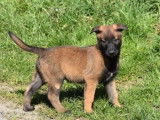 6 chiots Bergers Belges Malinois &agrave; r&eacute;server (LOF)