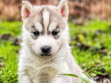 7 chiots, 6 femelles, 1 m&acirc;le, Huskies Sib&eacute;riens LOF &agrave; r&eacute;server