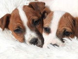 Vente de 3 chiots Jack Russell Terriers bicolores mâles LOF