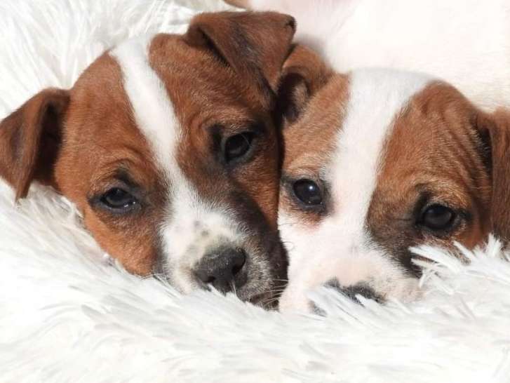 Vente de 3 chiots Jack Russell Terriers bicolores mâles LOF