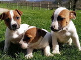 Vente de 3 chiots Jack Russell Terriers bicolores mâles LOF