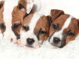 Vente de 3 chiots Jack Russell Terriers bicolores mâles LOF