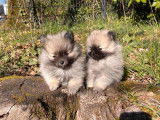3 chiots Spitz Nains en vente, 2 mâles et 1 femelle gris loup LOF
