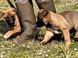 À réserver 4 chiots Bergers Belges Malinois LOF fauve charbonné