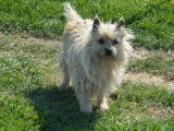 Une chienne Cairn Terrier LOF de 3 ans au pelage crème disponible