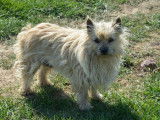 Une chienne Cairn Terrier LOF de 3 ans au pelage crème disponible