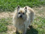 Une chienne Cairn Terrier LOF de 3 ans au pelage crème disponible