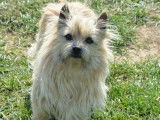 Une chienne Cairn Terrier LOF de 3 ans au pelage crème disponible
