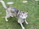Bella, Husky à l'adoption