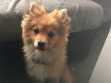 Chiot de type Spitz Allemand mâle à vendre