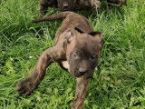Chiots Dogo Canario à vendre (1 Femelle & 5 Mâles)