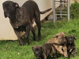 Chiots Dogo Canario à vendre (1 Femelle & 5 Mâles)