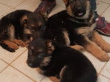 Chiots Berger Allemand LOF &agrave; vendre