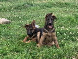 Chiots Berger Allemand LOF &agrave; vendre