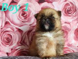 Chiots de type Loulou de Poméranie à vendre (3 mâles)