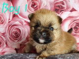 Chiots de type Loulou de Poméranie à vendre (3 mâles)