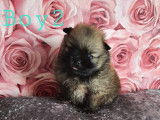 Chiots de type Loulou de Poméranie à vendre (3 mâles)