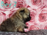 Chiots de type Loulou de Poméranie à vendre (3 mâles)