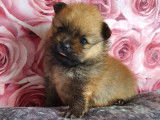Chiots de type Loulou de Poméranie à vendre (3 mâles)