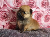 Chiots de type Loulou de Poméranie à vendre (3 mâles)
