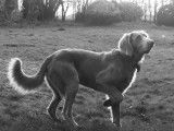 Étalon Braque de Weimar à poil long pour saillie
