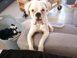 Boxer disponible pour saillie