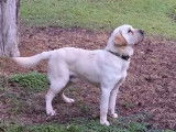 Étalon Labrador sable LOF disponible pour saillie