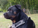 De race Rottweiler disponible pour saillie