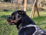 De race Rottweiler disponible pour saillie