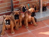 Chiots Boxer confirmables au LOF &agrave; vendre