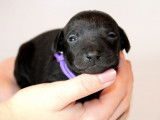 Chiots Petit Lévrier Italien LOF à réserver