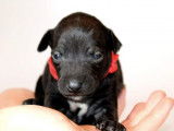 Chiots Petit Lévrier Italien LOF à réserver