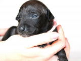 Chiots Petit Lévrier Italien LOF à réserver