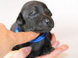 Chiots Petit Lévrier Italien LOF à réserver