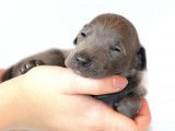 Chiots Petit Lévrier Italien LOF à réserver