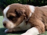 Chiots Berger Australien LOF à réserver
