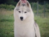 Etalon Husky Sibérien LOF disponible pour saillie
